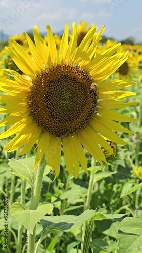 A bee fliying in the sunflowers nature footage