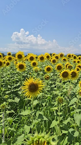 field of sunflowers growth