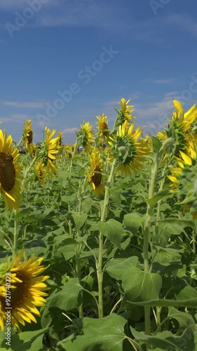 sunflowers in the field gardens