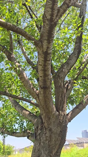 trees in the park nature footage 