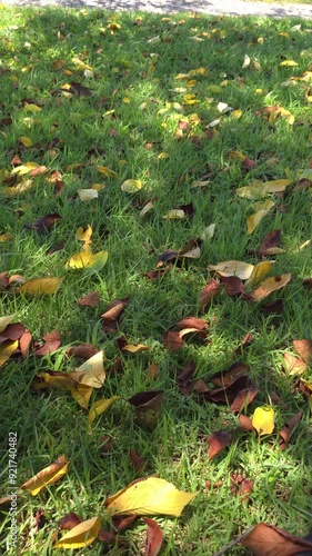 autumn leaves on the grass