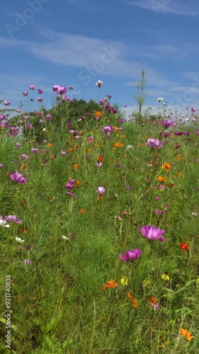 flowers in the field garden