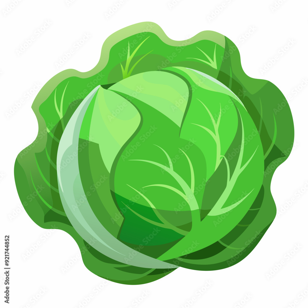 Cabbage art vector illustrator Cabbage art vector illustrator