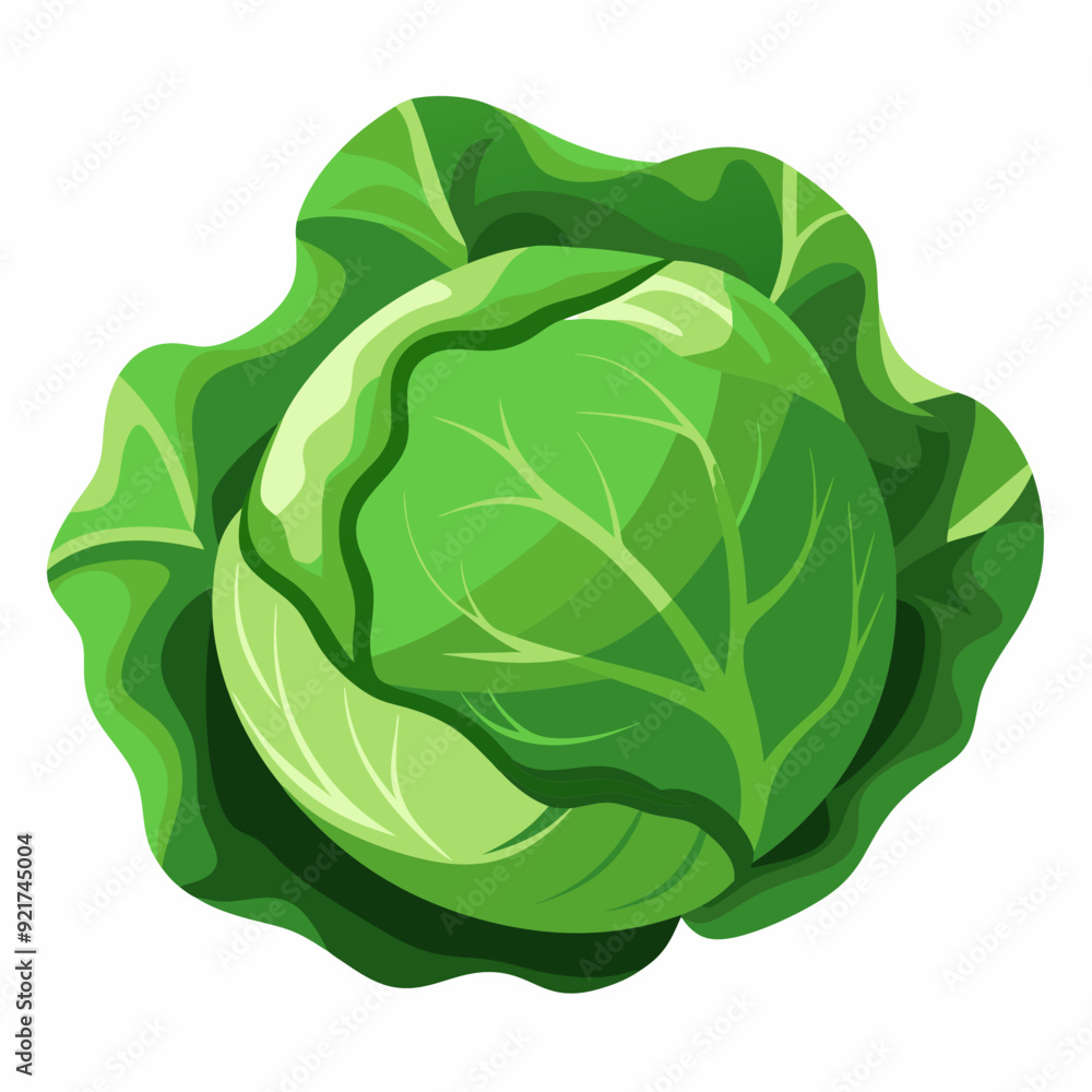 Cabbage art vector illustrator Cabbage art vector illustrator