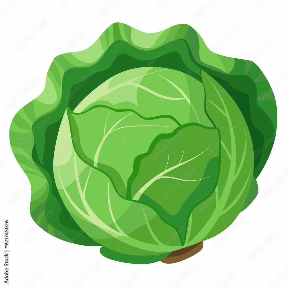 Cabbage art vector illustrator Cabbage art vector illustrator