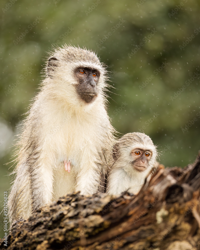 Naklejka premium A mother vervet monkey and her young offspring survey the area around them in their bush habitat, watching curiously as they sit in the rain on a branch in a game reserve in South Africa.