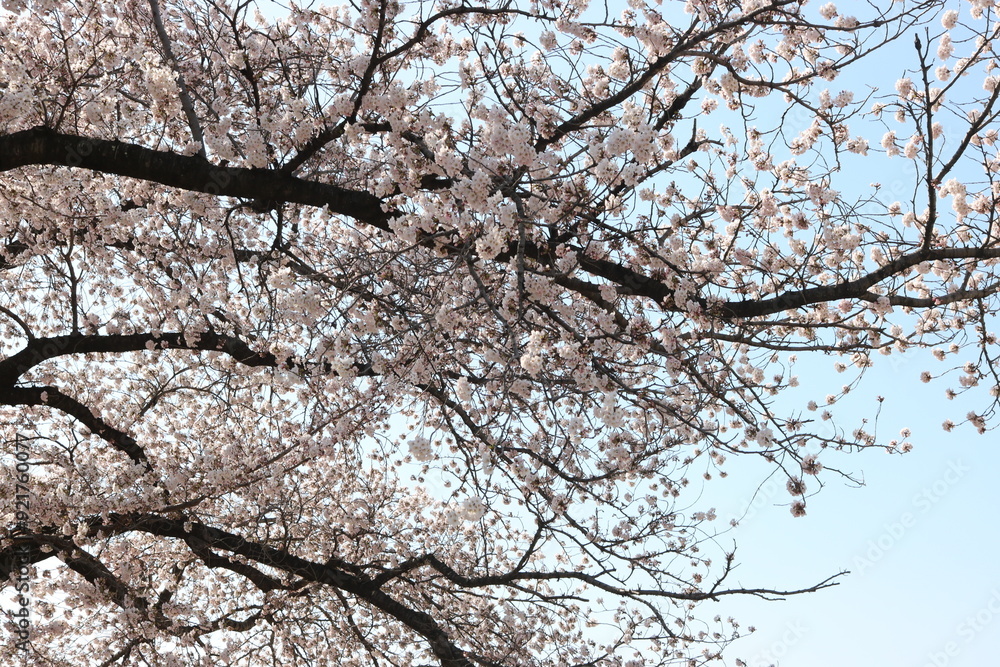 桜 桜