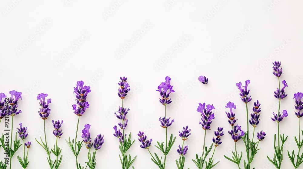 Naklejka premium Simple yet elegant arrangement of lavender flowers on a pure white background.