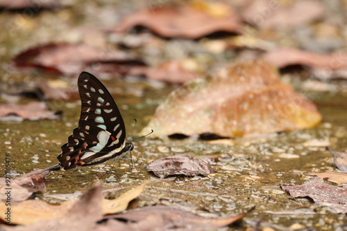 Meyer's Jay (Graphium meyeri) is a species of butterfly of the family Papilionidae, that is found in Sulawesi.  photo