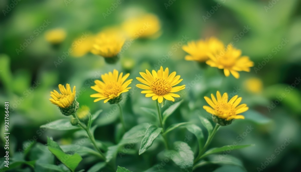 Bright yellow flowers blooming in a lush green garden during the spring season Bright yellow flowers blooming in a lush green garden during the spring season