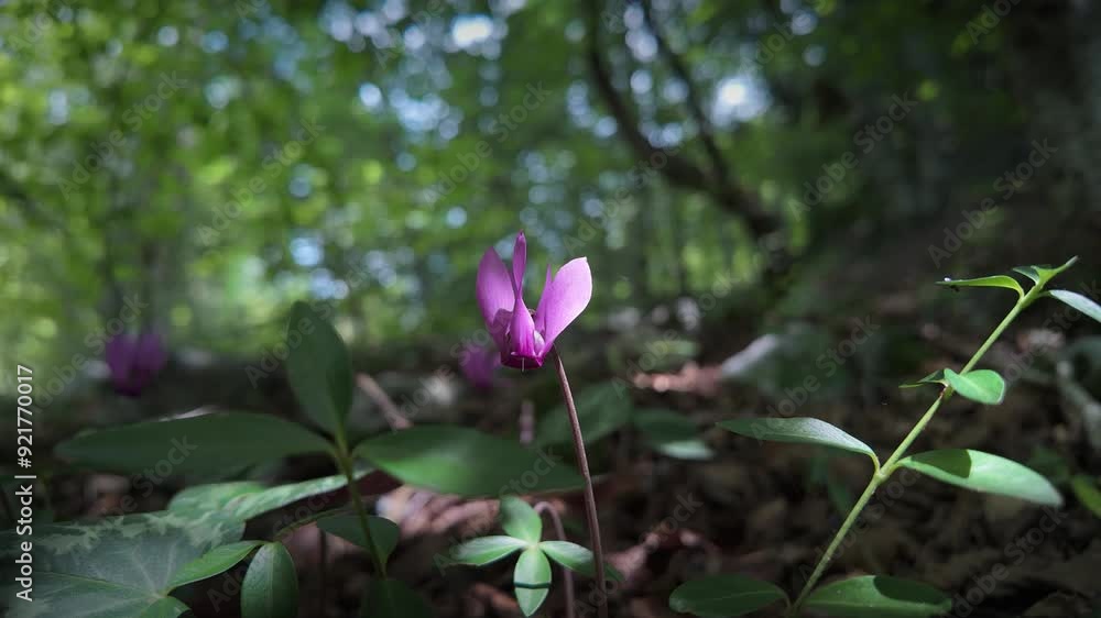 A cyclamen flower in the forest A cyclamen flower in the forest