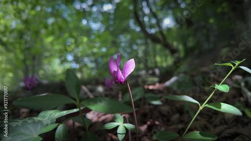 Wallpaper Mural A cyclamen flower in the forest Torontodigital.ca