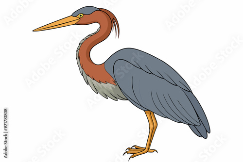 Goliath Heron Standing Against White Background Vector Illustration