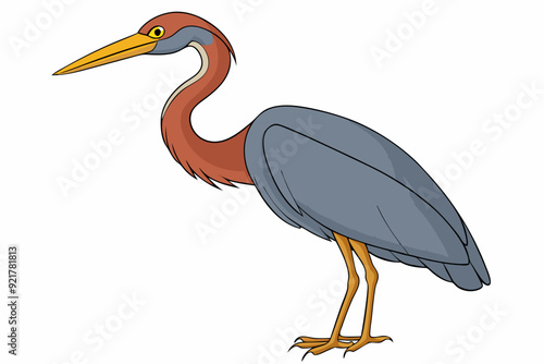 Goliath Heron Standing Against White Background Vector Illustration