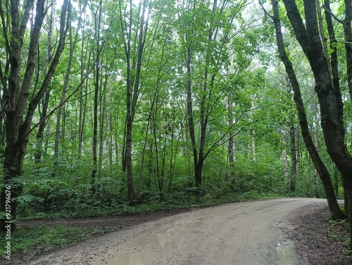 Talsa park during cloudy summer day. Oak and birch tree woodland. Cloudy day with white clouds in sky. Bushes and small are growing in woods. Nature. Talsos parkas.