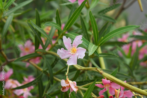 Nerium oleander in bloom, Pink siplicity bunch of flowers and green leaves on branches, Nerium Oleander shrub Pink flowers, ornamental shrub branches in daylight, bunch of flowers closeup