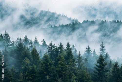 Misty foggy mountain landscape with fir forest and copy space background