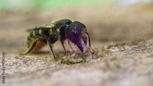 Wildbee Heriades truncorum closing its nest with resin