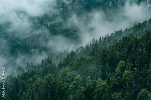 Top view Beautiful Misty foggy mountain landscape with dark green pine tree forest and copy space background