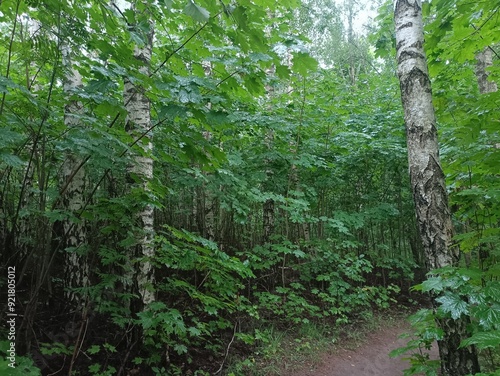 Talsa park during cloudy summer day. Oak and birch tree woodland. Cloudy day with white clouds in sky. Bushes and small are growing in woods. Nature. Talsos parkas. photo