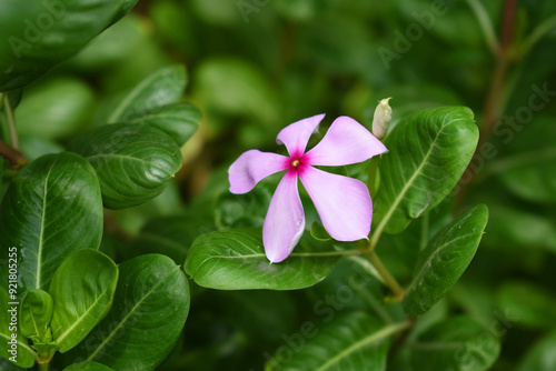 Close-up view of purple madagascar periwinkle, The scientific name is Catharanthus roseus, purple periwinkle flower closeup, Cape Periwinkle, Graveyard plant, Madagascar Periwinkle, Old Maid, closeup 