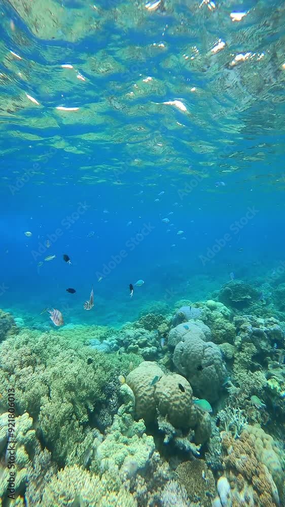 The ocean is teeming with life, with many fish swimming around in the water. The water is a beautiful shade of blue, and the coral is vibrant and colorful. The scene is peaceful and serene The ocean is teeming with life, with many fish swimming around in the water. The water is a beautiful shade of blue, and the coral is vibrant and colorful. The scene is peaceful and serene