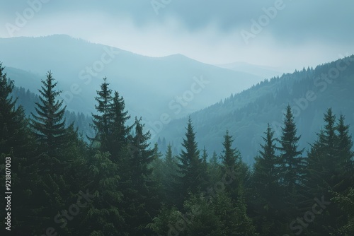 Beautiful mountain landscape with dark green pine tree forest and copy space illustration background