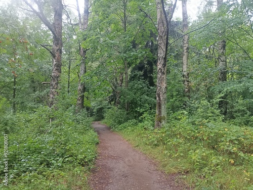 Talsa park during cloudy summer day. Oak and birch tree woodland. Cloudy day with white clouds in sky. Bushes and small are growing in woods. Nature. Talsos parkas. photo