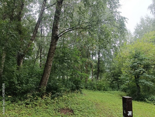 Talsa park during cloudy summer day. Oak and birch tree woodland. Cloudy day with white clouds in sky. Bushes and small are growing in woods. Nature. Talsos parkas. photo