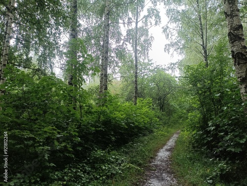 Talsa park during cloudy summer day. Oak and birch tree woodland. Cloudy day with white clouds in sky. Bushes and small are growing in woods. Nature. Talsos parkas.