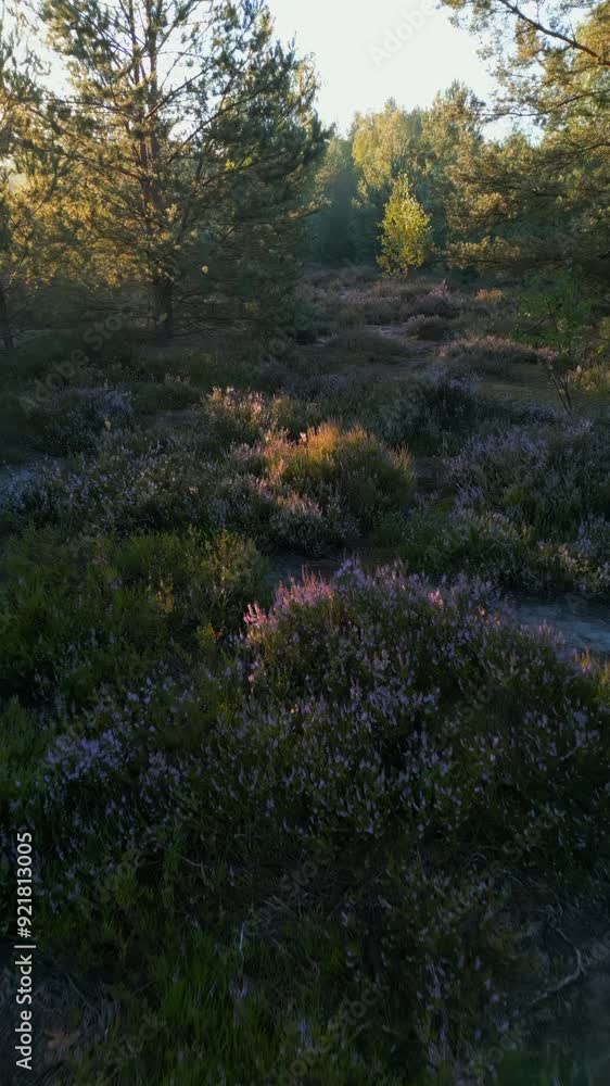 Heath during sunrise, with blooming heather on the heath bathed in bright sunlight, located in Mostowka, Poland. Heath during sunrise, with blooming heather on the heath bathed in bright sunlight, located in Mostowka, Poland.