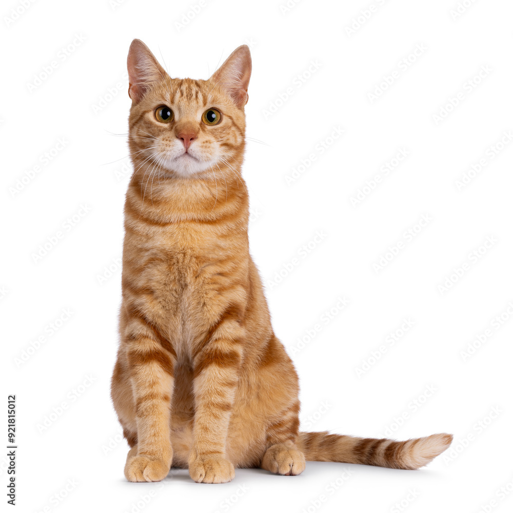 Handsome young purebred European Shorthair cat, sitting up facing front. Looking straight to camera. Isolated on a white background. Handsome young purebred European Shorthair cat, sitting up facing front. Looking straight to camera. Isolated on a white background.