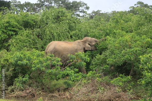 elephant in the wild