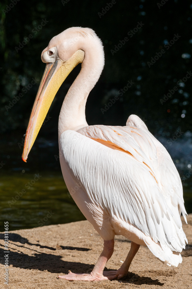 Great white pelican standing near a body of water on a sunny day. The pelican is resting on a sandy shore with its large beak tucked in