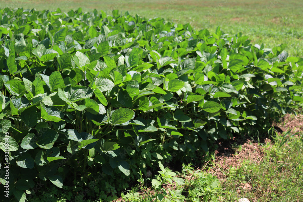 Detail of green Soybean field in summer. Glycine max. Agricultural landscape Detail of green Soybean field in summer. Glycine max. Agricultural landscape