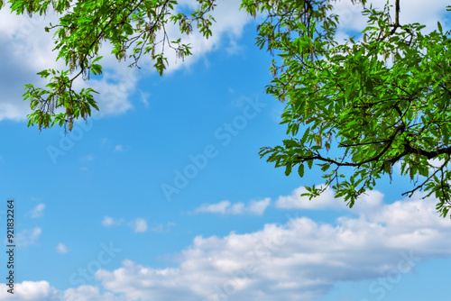 Green leaves against blue sky and clouds nature background