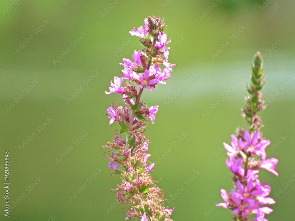Obraz premium Macro of Purple flowers in the summer garden 