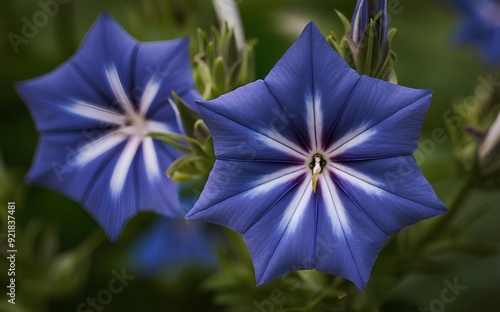 Crown Serratula Blooming in Meadow photo