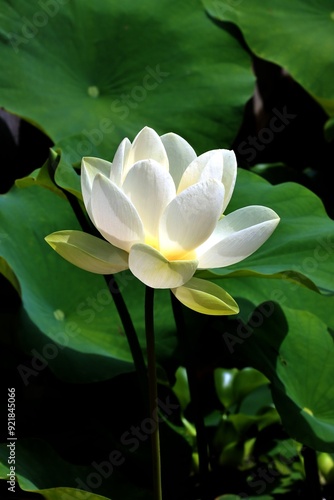 white flower and seed vessel with seeds of Lotus-Nelumbo Nucifera