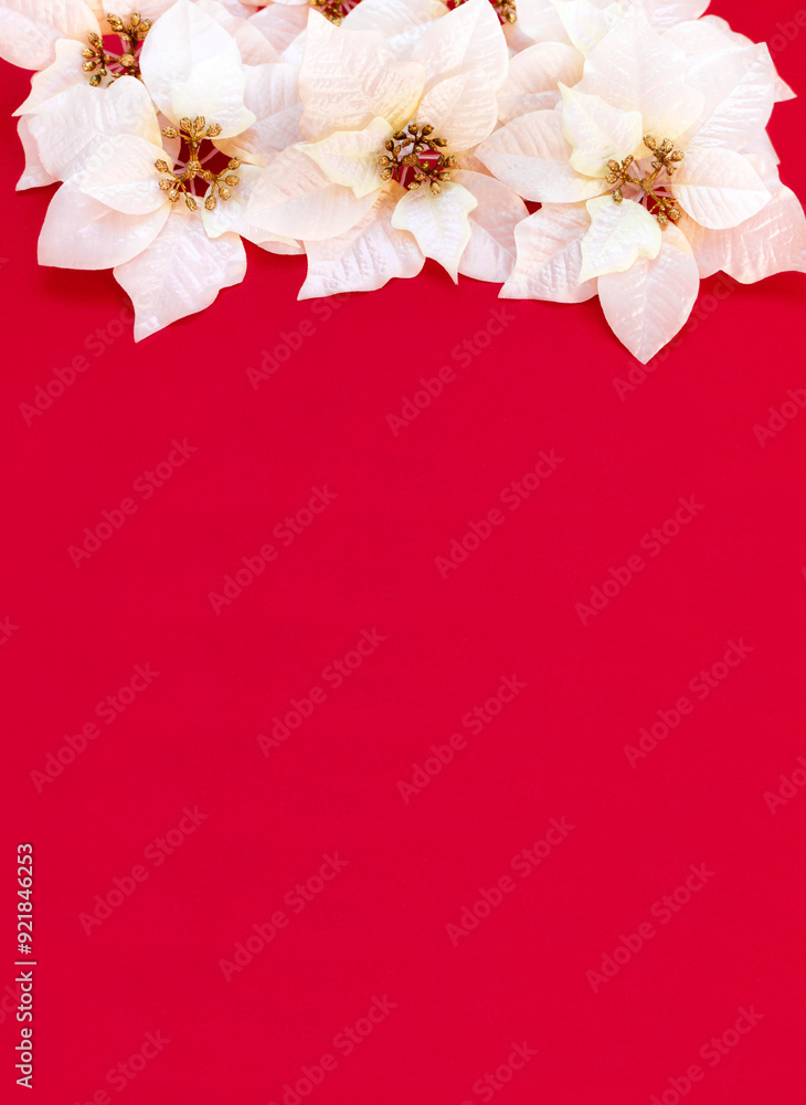 Poinsettia flowers on a red background with copy space. The atmosphere of Christmas and New Year. Christmas banner, mock-up Poinsettia flowers on a red background with copy space. The atmosphere of Christmas and New Year. Christmas banner, mock-up