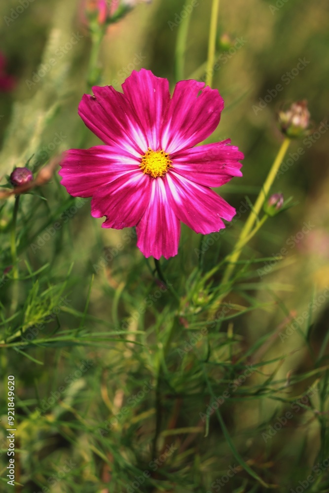 colorful pink and purple flowers of cosmos plant close up colorful pink and purple flowers of cosmos plant close up