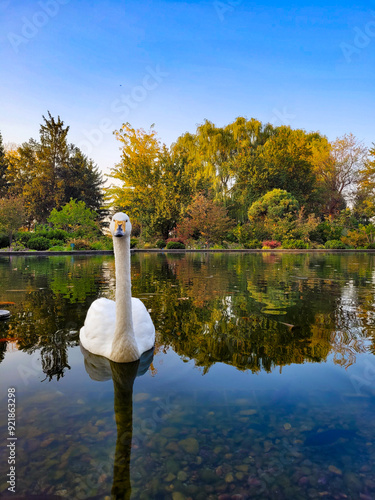 Funny swan poses for the camera in the park