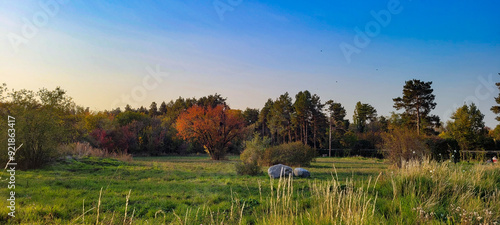 Panoramic view of autumn park