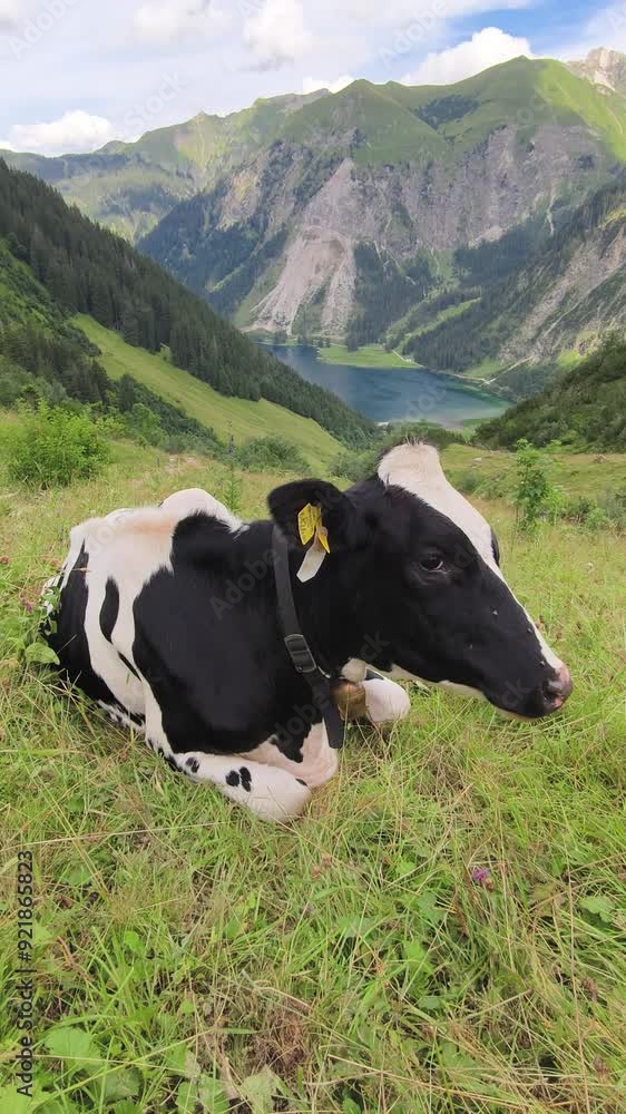 A peaceful scene in the mountains where two cows rest on a grassy slope. The cow in the foreground, with a distinctive black and white pattern, lies comfortably. Alpine pasture life. A peaceful scene in the mountains where two cows rest on a grassy slope. The cow in the foreground, with a distinctive black and white pattern, lies comfortably. Alpine pasture life.