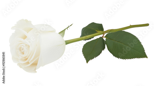 white rose flower isolated on white background #921865841