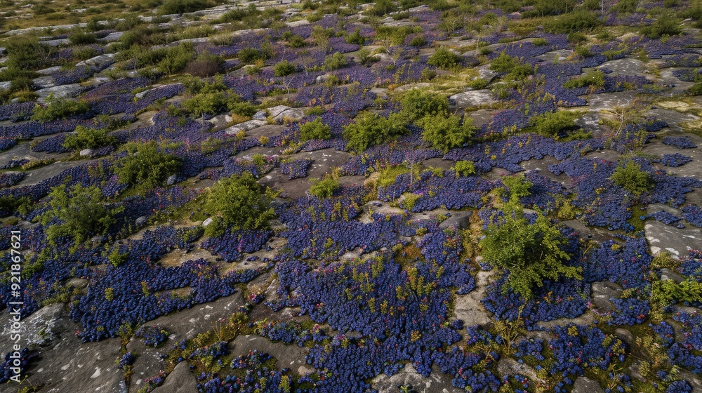 A bird's-eye view of a sprawling blueberry field, with patches of granite outcrops adding a rugged charm to the landscape. A bird's-eye view of a sprawling blueberry field, with patches of granite outcrops adding a rugged charm to the landscape.