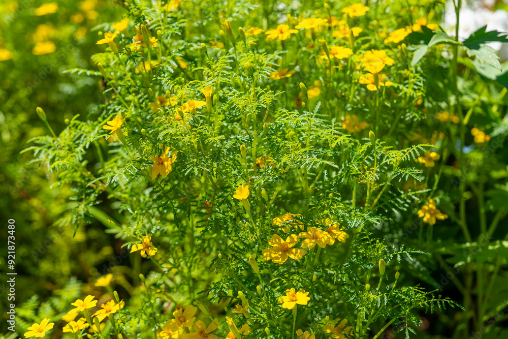 field of yellow flowers with green stems field of yellow flowers with green stems