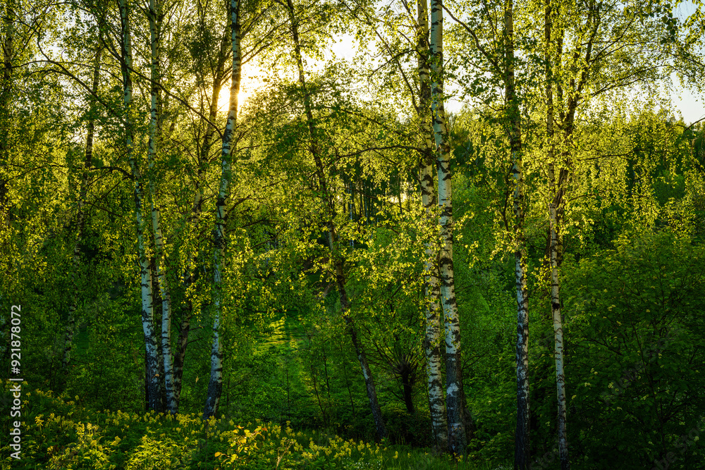 Grove of birches with young green leaves at sunset or sunrise in spring or summer. Grove of birches with young green leaves at sunset or sunrise in spring or summer.
