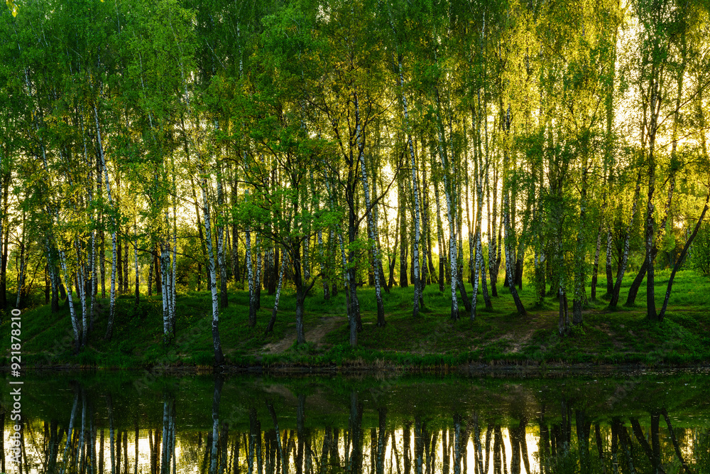 Sunrise or sunset near the pond with birches on a sunny summer day. Sunrise or sunset near the pond with birches on a sunny summer day.
