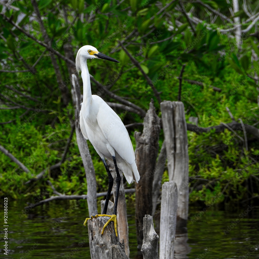 Garza dedos dorados perchada en una ría. Garza dedos dorados perchada en una ría.